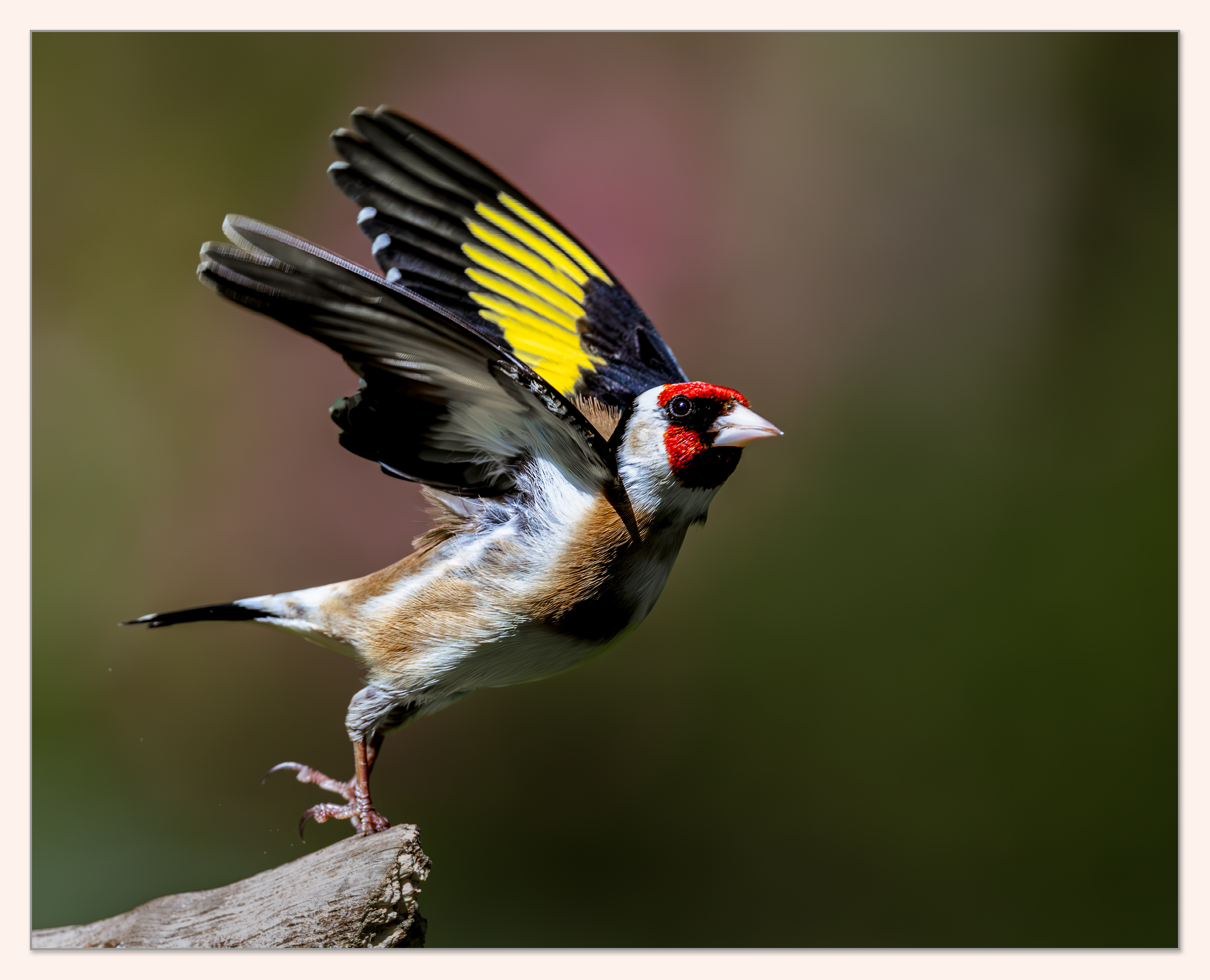 Goldfinch