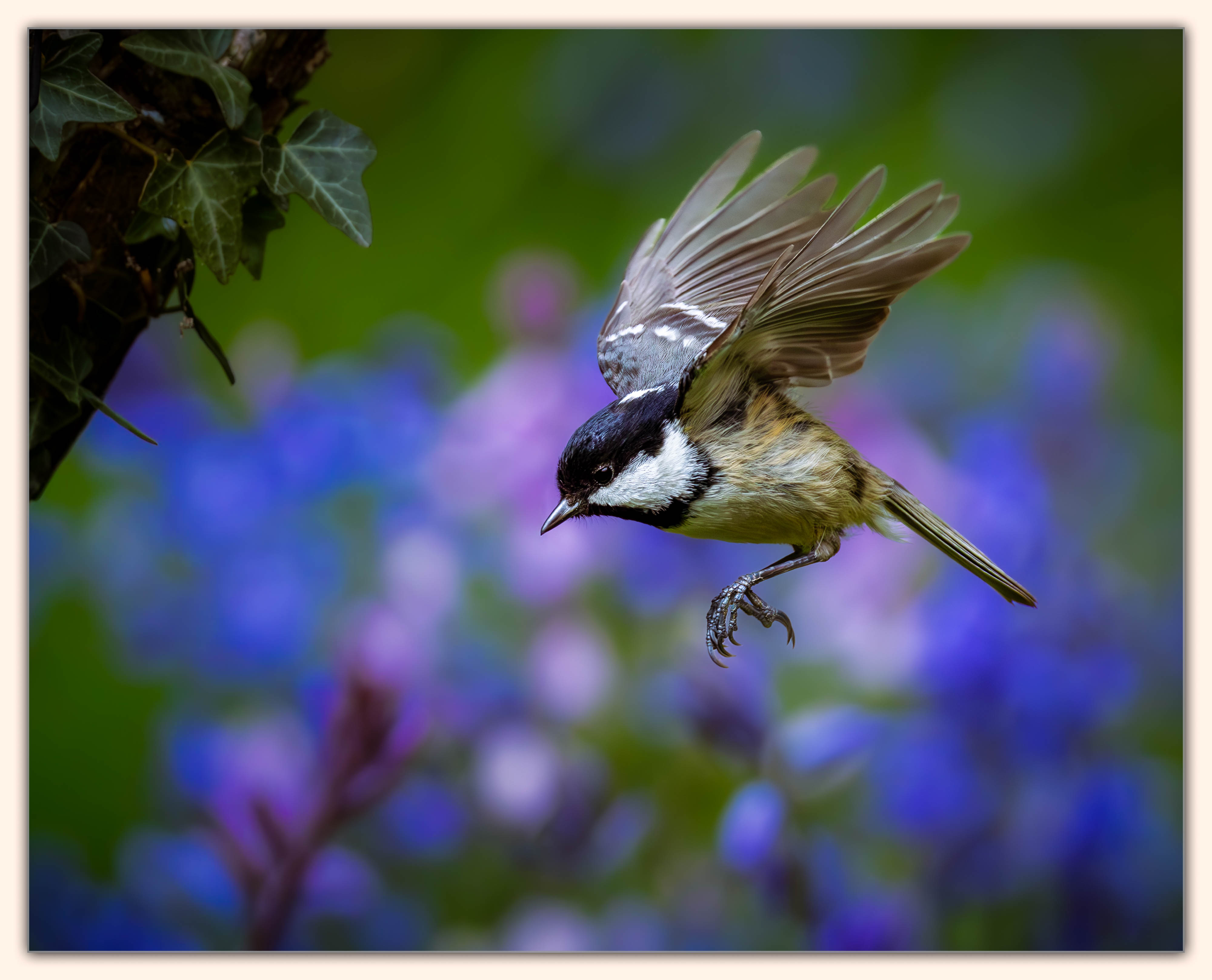 Coal Tit