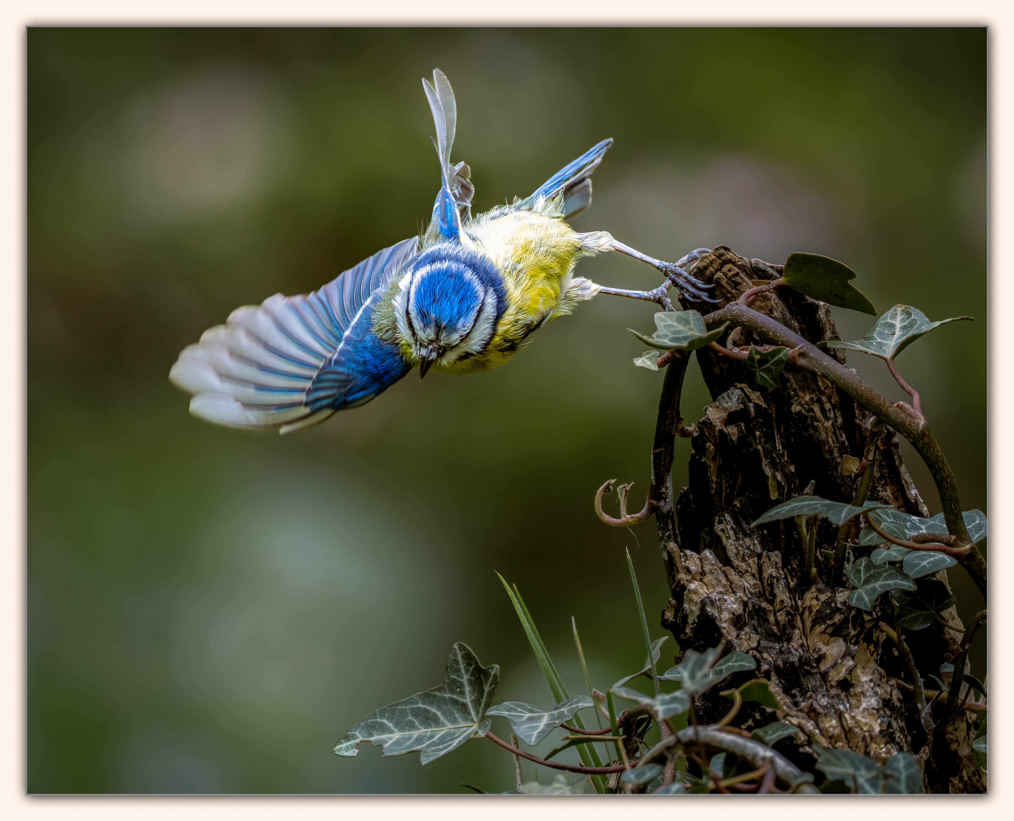 Wildlife
