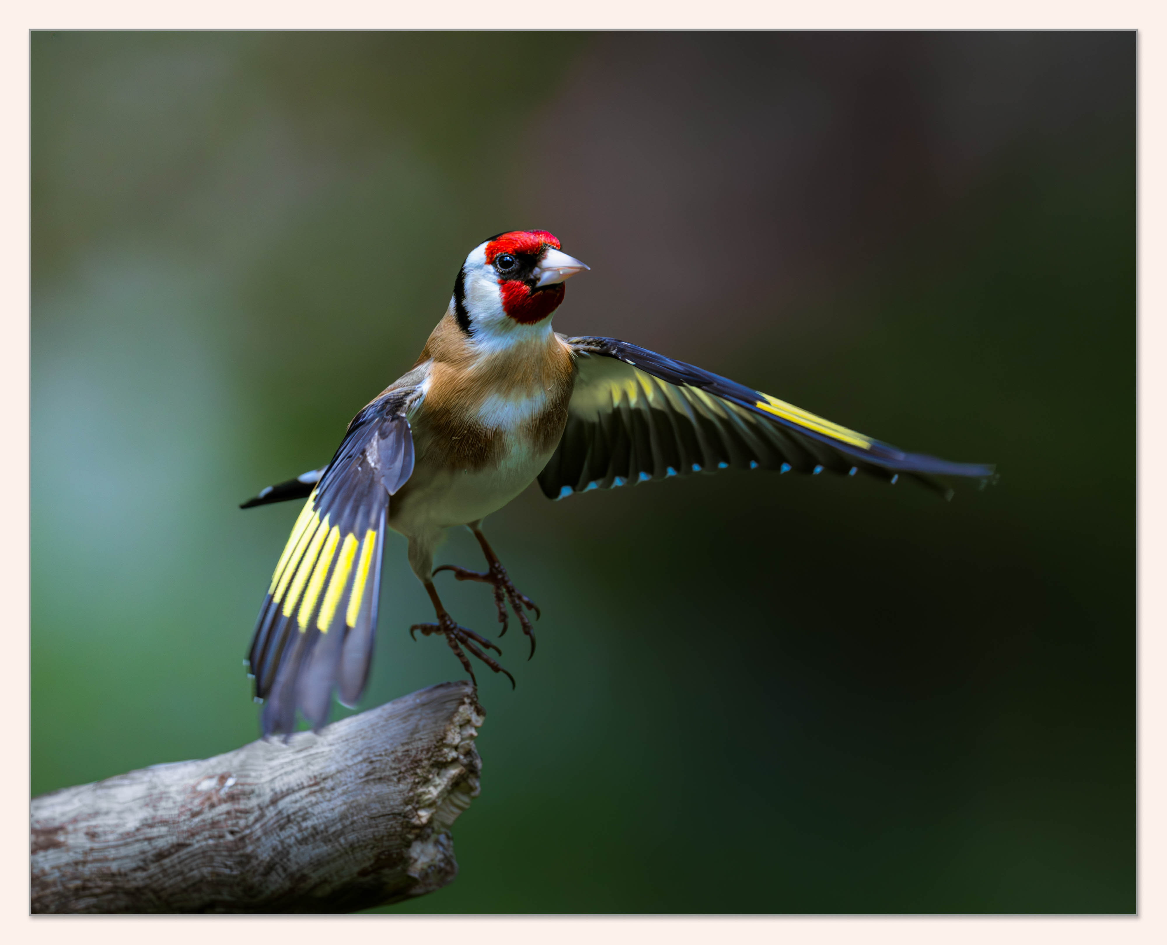 Goldfinch