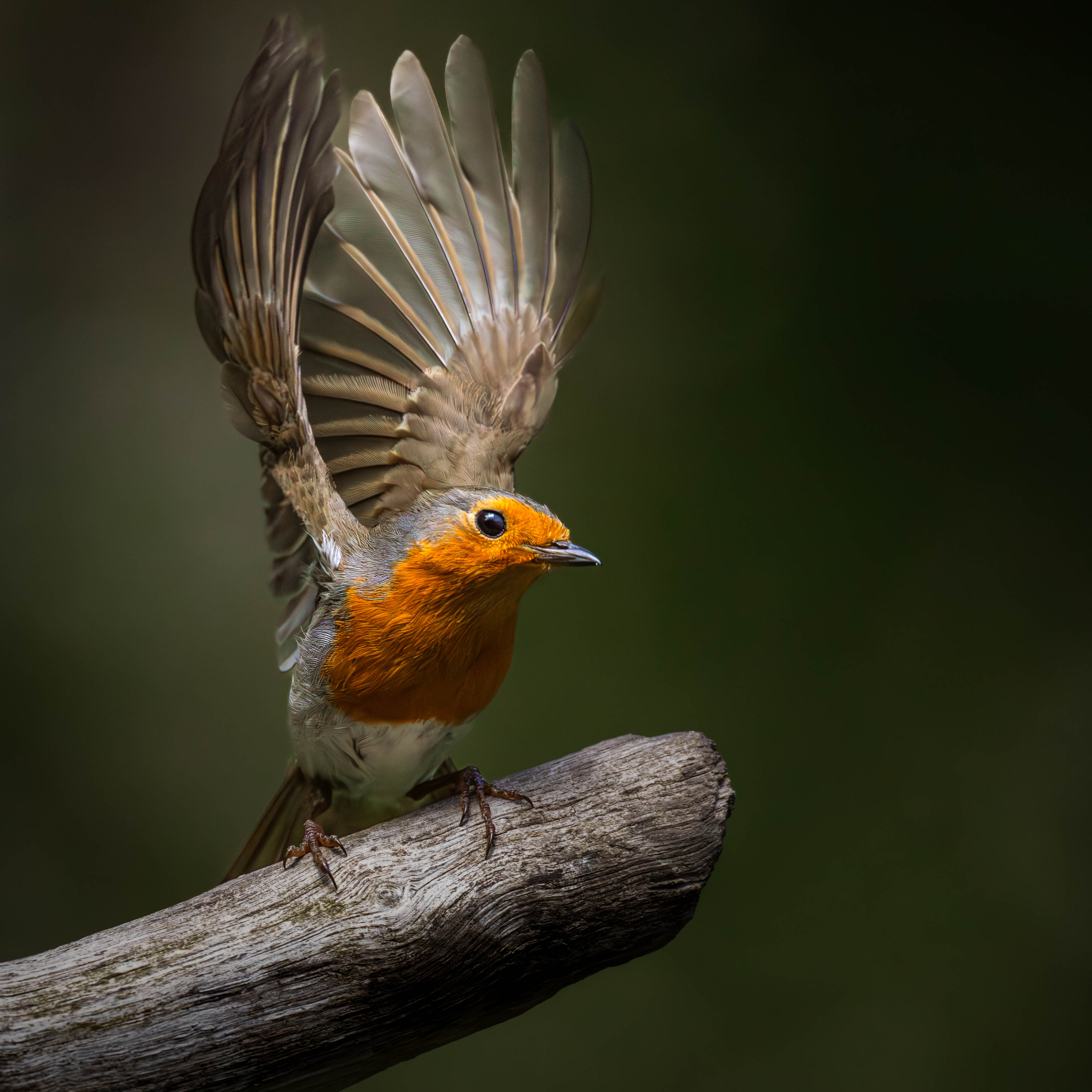 Robin