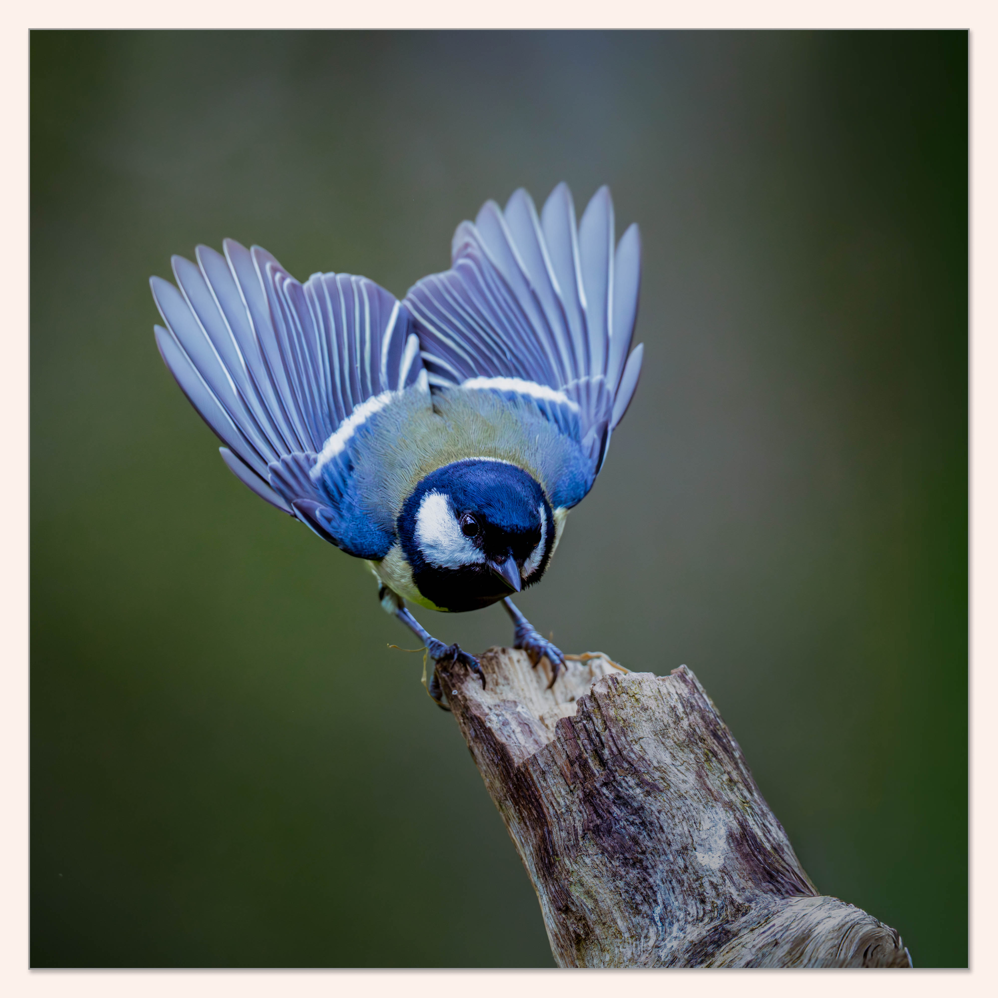 Great Tit