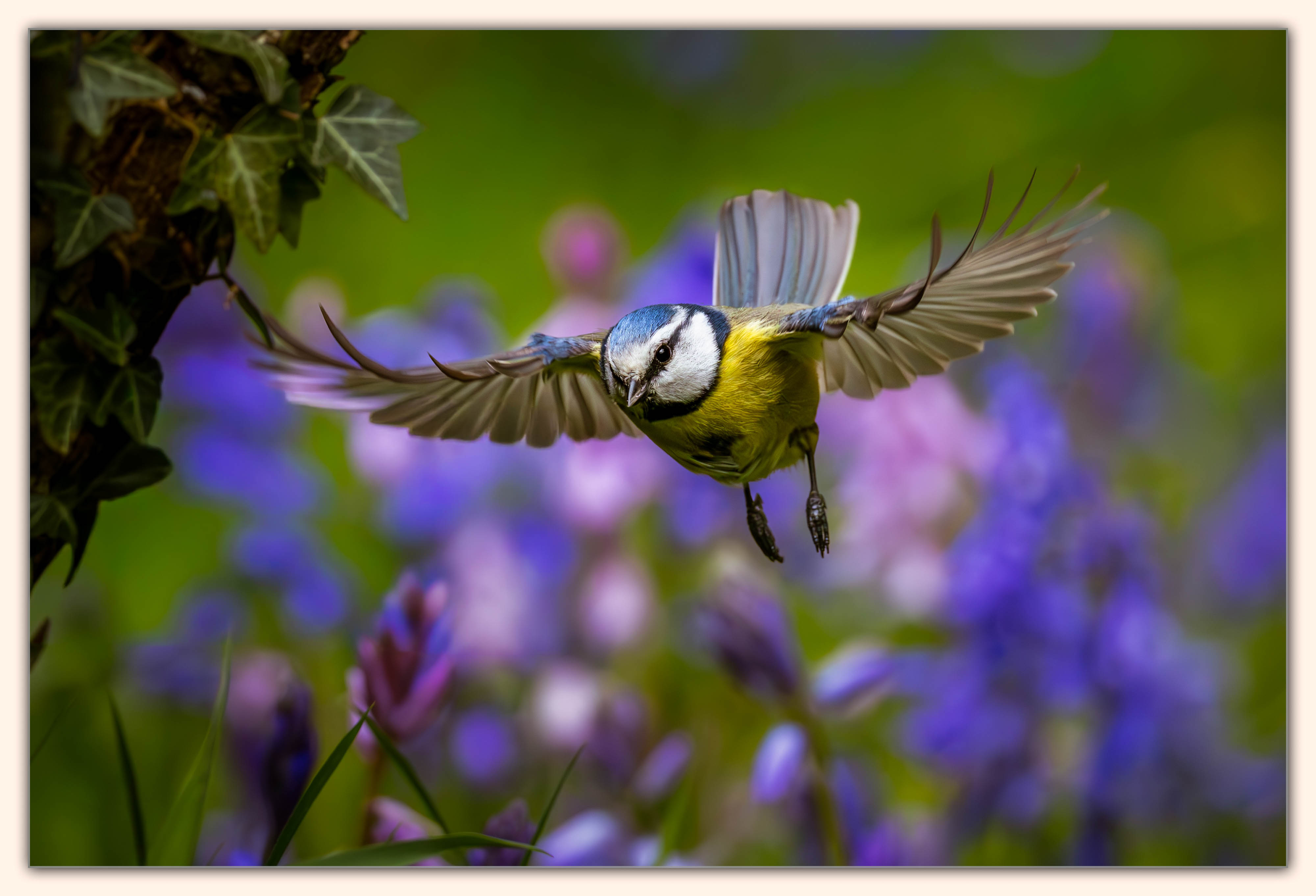 Blue Tit