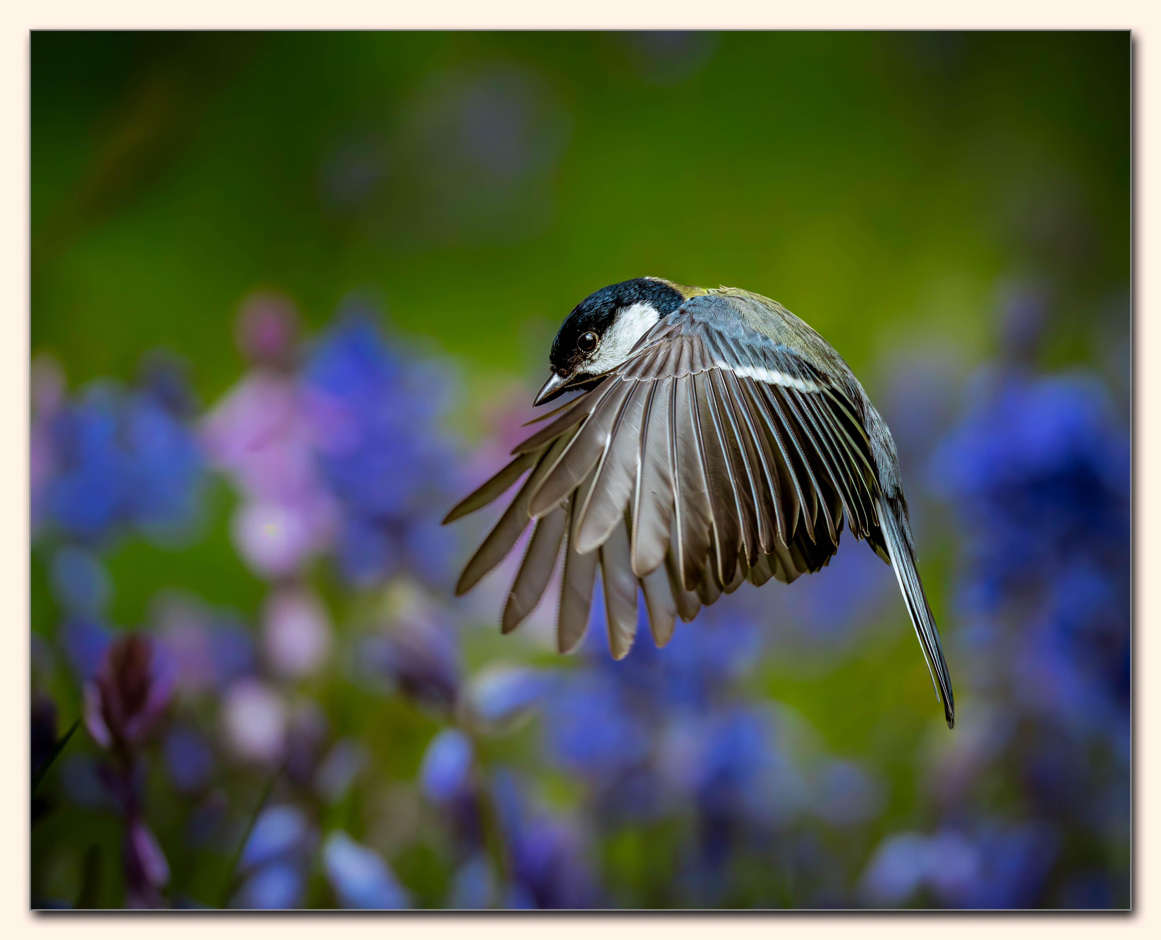 Coal Tit